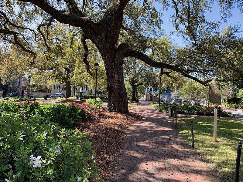 trees in Savannah's Columbia Square