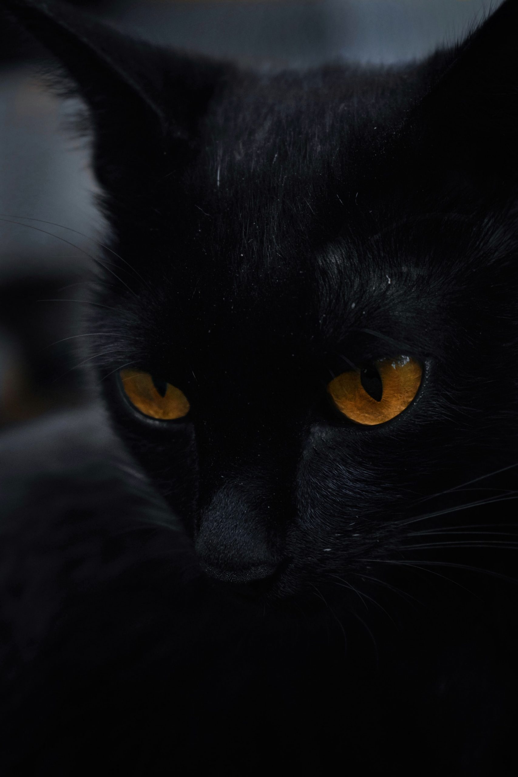 Closeup of a black cat
